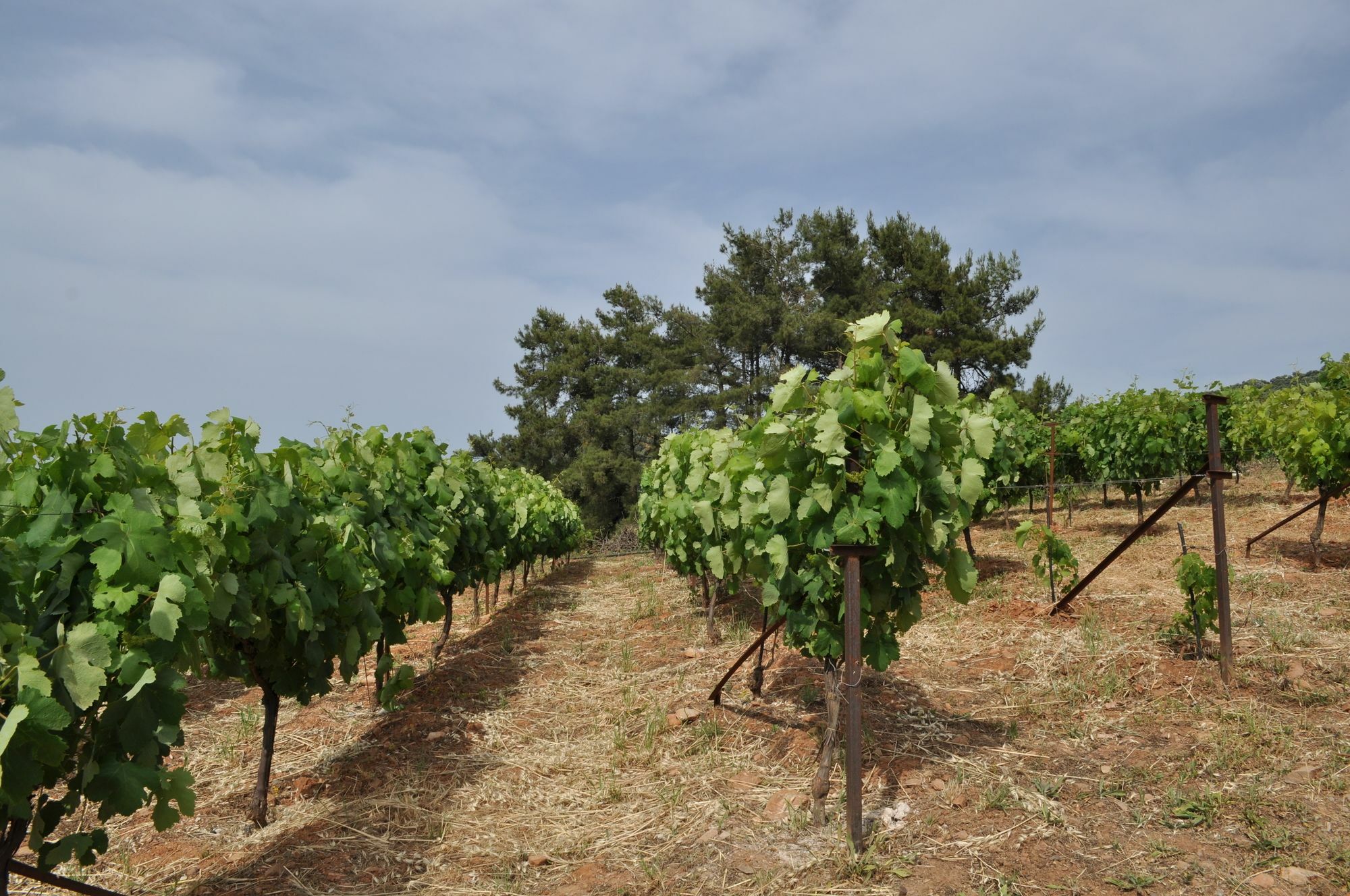 Villa Farma Di Santolo Platanés Esterno foto